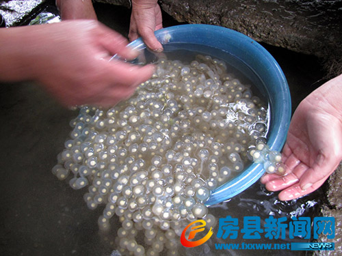 房县仿生态繁育大鲵30万尾 - 房县大鲵(娃娃鱼)电商平台