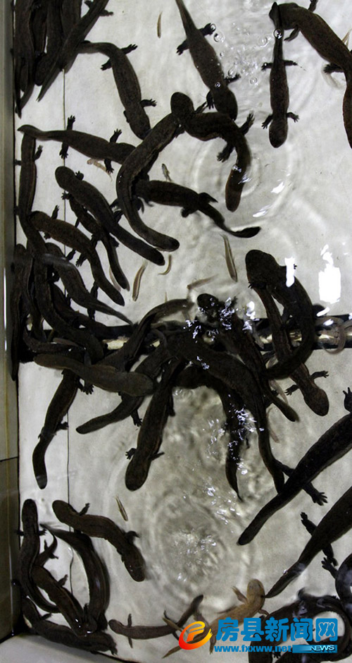 繁肓成功的大鲵幼苗